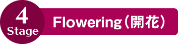 Flowering（開花種）
